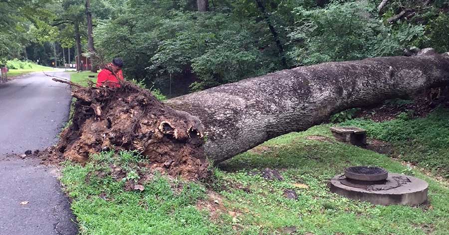 Tree laying grass where it was uprooted