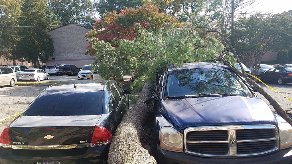 Tree laying between two cars