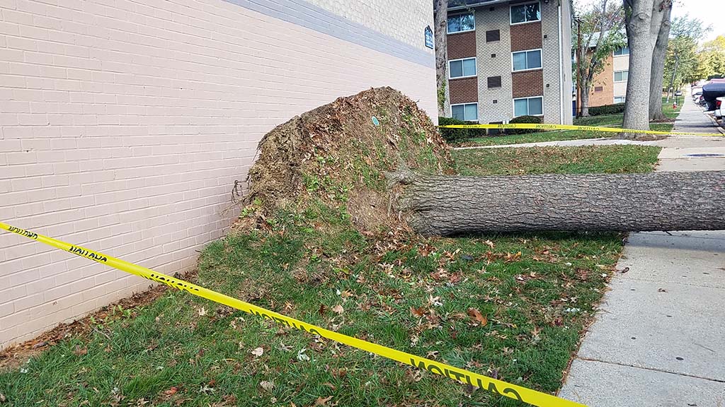 The trunk of the tree, uprooted next to the apartment building